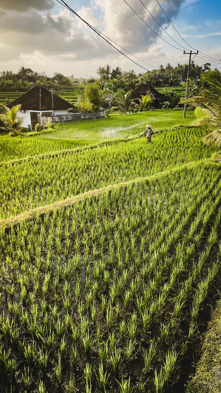 ruta por indonesia vistas al atardecer de un campo de arrozal y una persona en medio con sombrero de espaldas